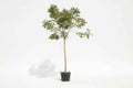 Rain Tree 2m - 2.5m