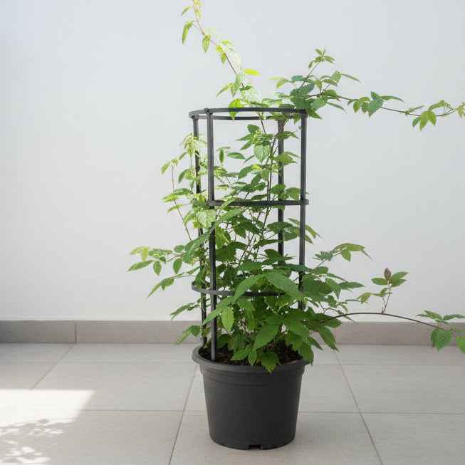 Rangoon Creeper 60cm - 80cm