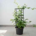 Rangoon Creeper 60cm - 80cm