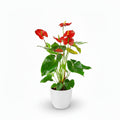 Red Anthurium indoor plant