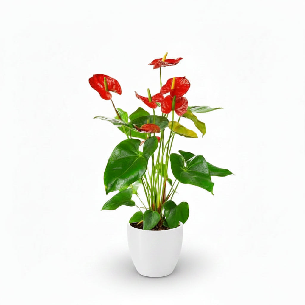 Red Anthurium indoor plant