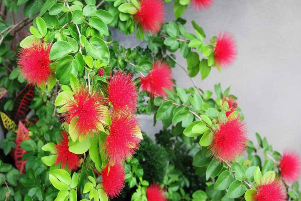 Red Powder Puff  70cm - 80cm