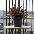Rhoeo discolor Bushy (Moses-in-the-Cradle)Tradescantia Spathacea 30cm - 40cm