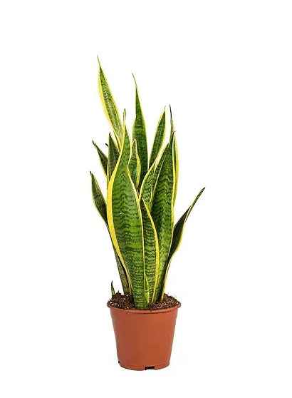 Sansevieria / Snake Plant indoor (40cm - 50cm)