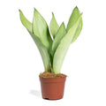 Sansevieria Trifasciata Moonshine - Snake Plant
