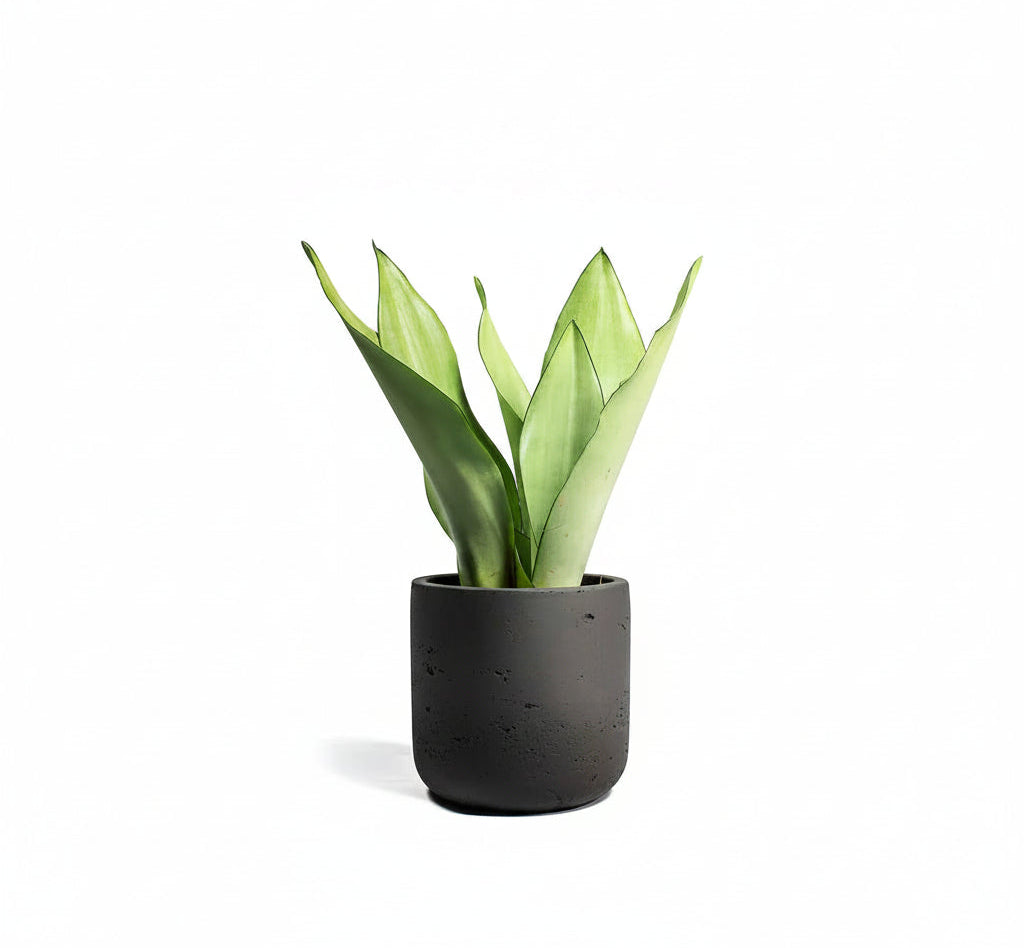 Sansevieria Trifasciata Moonshine - Snake Plant