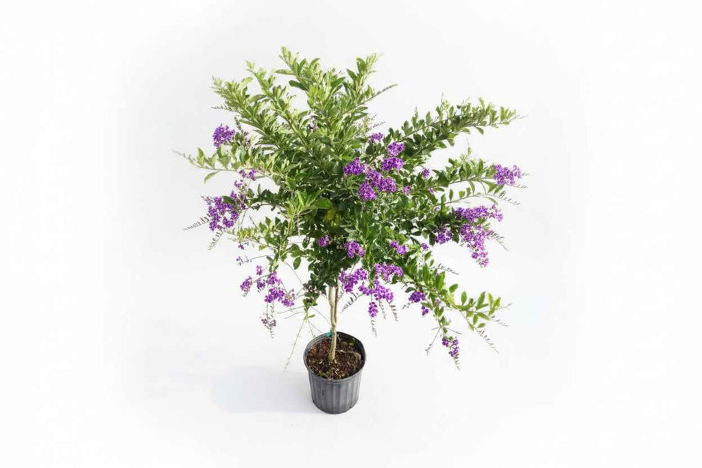 Sapphire Showers 50cm - 70cm