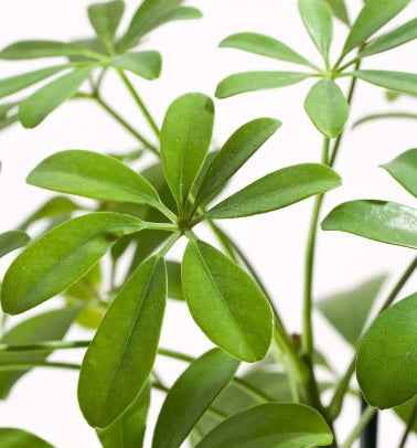 Umbrella Tree Schefflera Arboricola 70cm-80cm | Indoor Plant from PlantMartUAE.com | Best Online Plant Shop