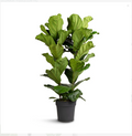 Fiddle Leaf - 3PP - 1mtr - 1mtr Ficus Lyrata