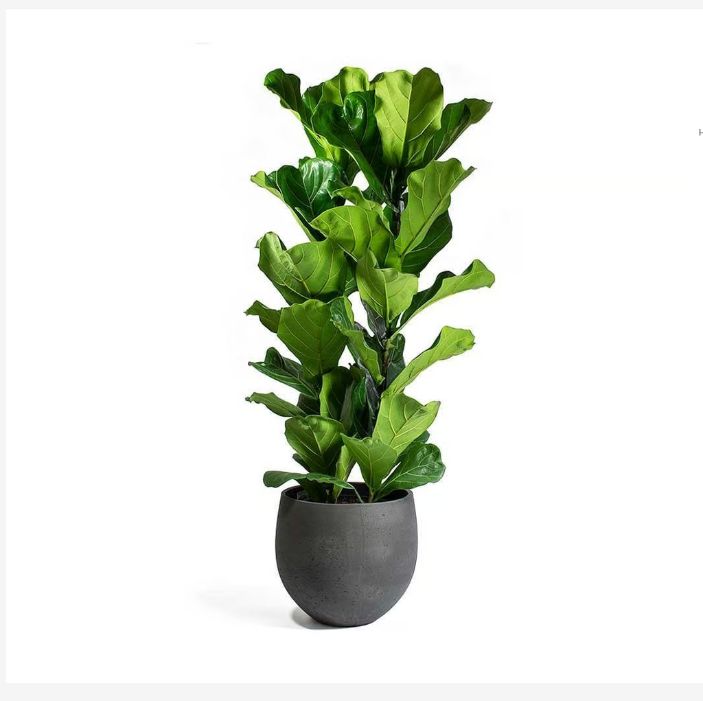 Fiddle Leaf - 3PP - 1mtr - 1mtr Ficus Lyrata