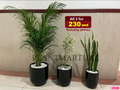 Potted COMBO: 3 Indoor Plants in Black CERAMIC Pots