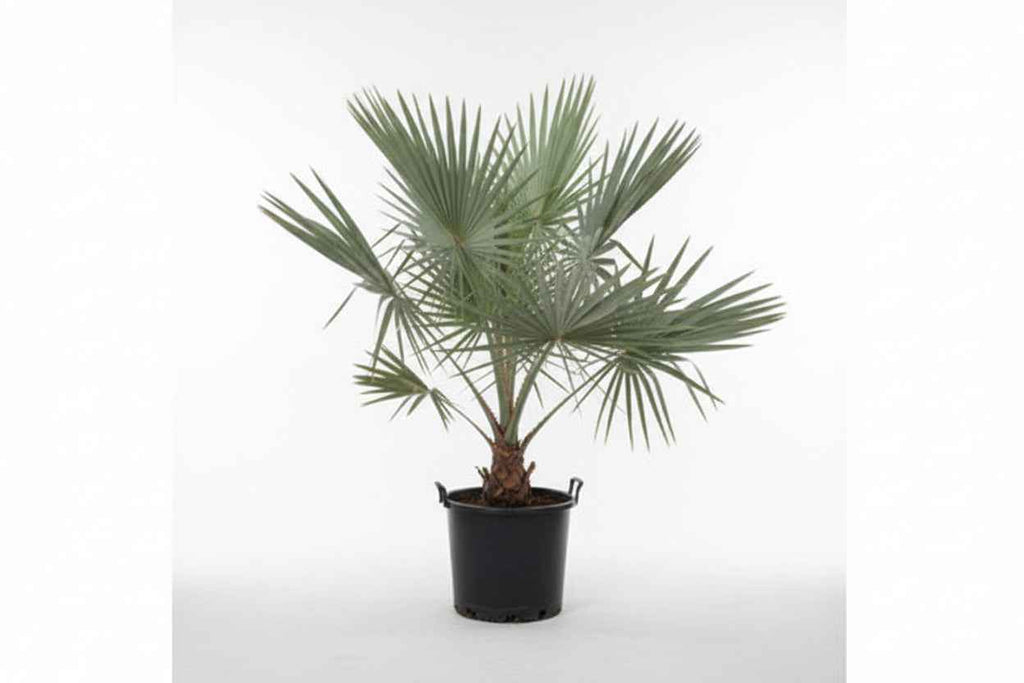 Silver Bismarck Palm 180cm - 200cm