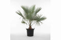 Silver Bismarck Palm 180cm - 200cm