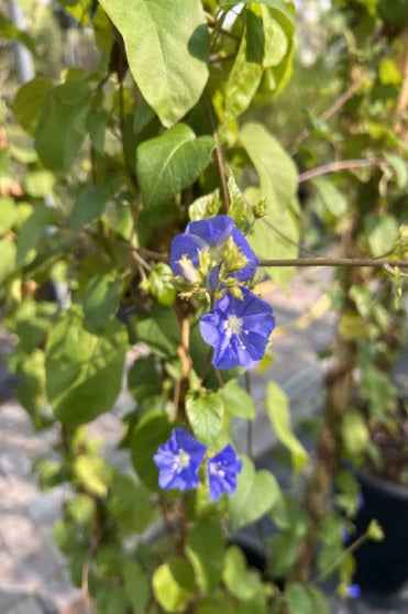 Sky Blue Cluster Vine 150-170cm