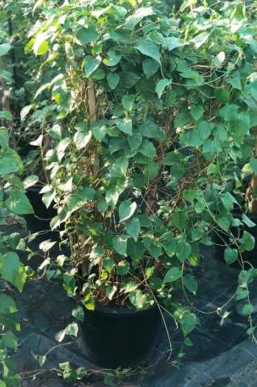 Sky Blue Cluster Vine 60cm - 70cm