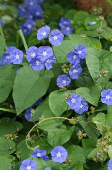 Sky Blue Cluster Vine 60cm - 70cm
