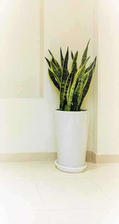 Sansevieria/Snake plant XL with Large CERAMIC pot
