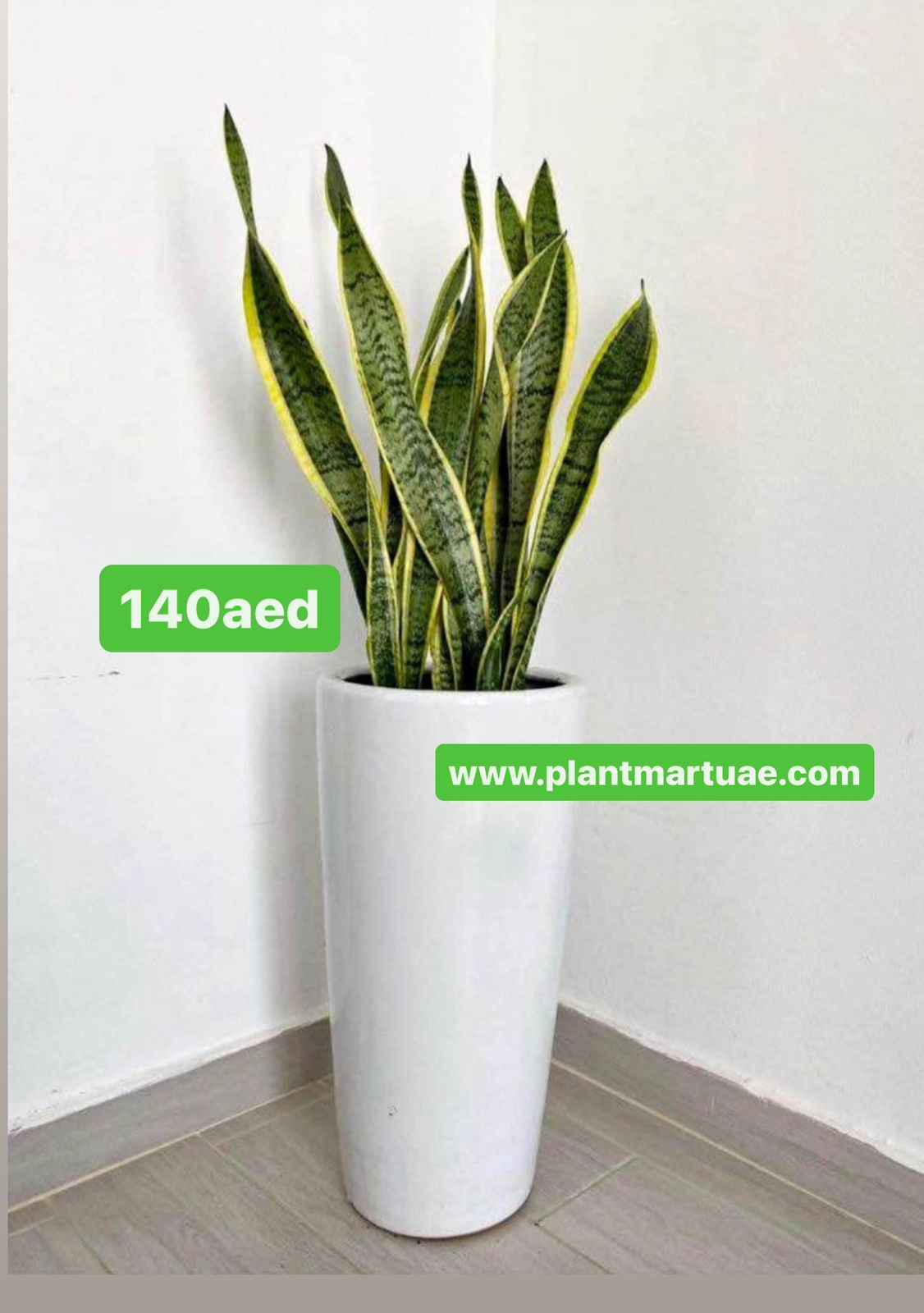 Snake Plant LARGE in Ceramic Pot (100cm-110cm) / Sansevieria Plant