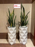 Combo: Snake plant(L), Sansevieria /CERAMIC pots