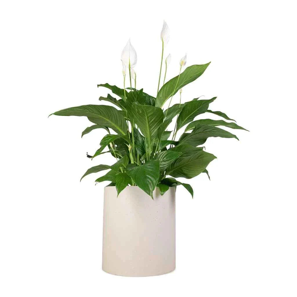 Peace Lily Indoor Plant - Spathiphyllum Sweet Lauretta 30cm-40cm