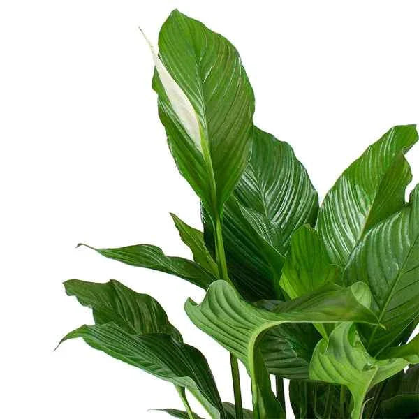 Peace Lily Indoor Plant - Spathiphyllum Sweet Lauretta 30cm-40cm