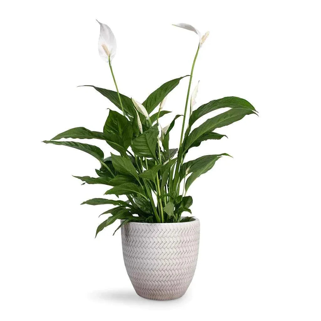 Peace Lily Indoor Plant - Spathiphyllum Sweet Lauretta 30cm-40cm