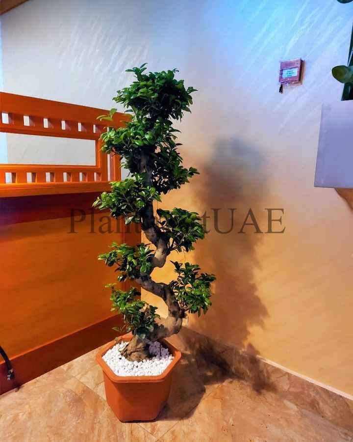 Ficus Microcarpa Bonsai Plant - S-Shape Indoor Decor for Your Home