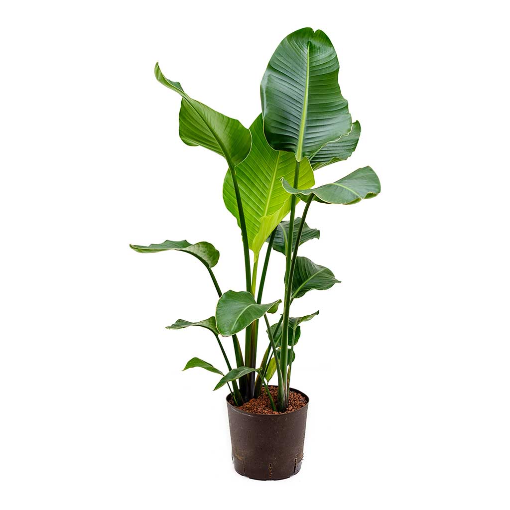 Strelitzia nicolai Bird of Paradise hydroculture indoor plant with large green leaves in pot