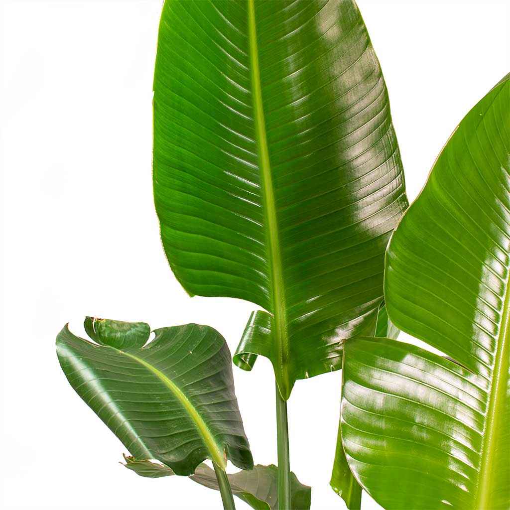 Bird of Paradise Strelitzia Nicolai -  1.1mtr-1.2mtr