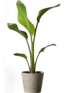 Strelitzia Nicolai: Giant Bird of Paradise