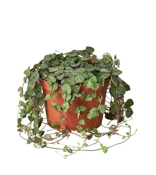 Strings of hearts-20cm-25cm | indoor plant | Ceropegia woodii | Best online plants | plantmartuae.com