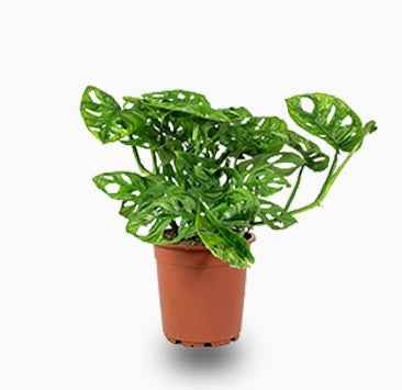 Potted Monstera Adansonii 25cm-30cm in CERAMIC pot | Swiss Cheese Plant | indoor plant | Best Online Store | PlantMartUAE.com