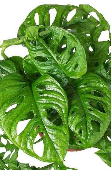 Potted Monstera Adansonii 25cm-30cm in CERAMIC pot | Swiss Cheese Plant | indoor plant | Best Online Store | PlantMartUAE.com