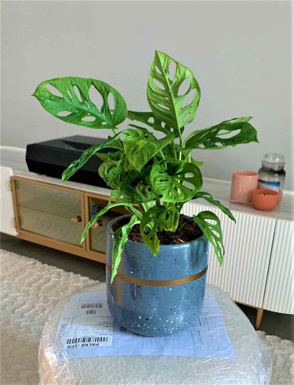 Potted Monstera Adansonii 25cm-30cm in CERAMIC pot | Swiss Cheese Plant | indoor plant | Best Online Store | PlantMartUAE.com