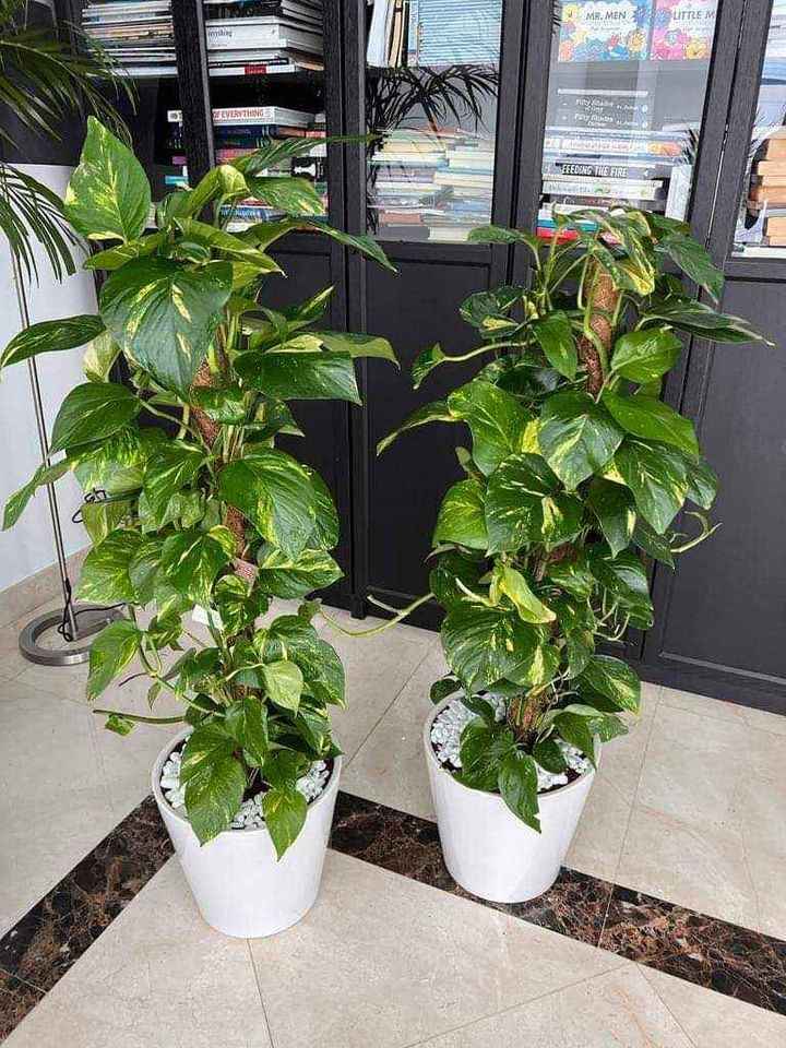 Money Plant HOLLAND - Epipremnum Aureum Moss Stick | Indoor Plant | Best Online Plants at PlantMartUAE.com