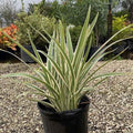 Dianella Tasmanica "Variegata" or Tasman Flax-lily
