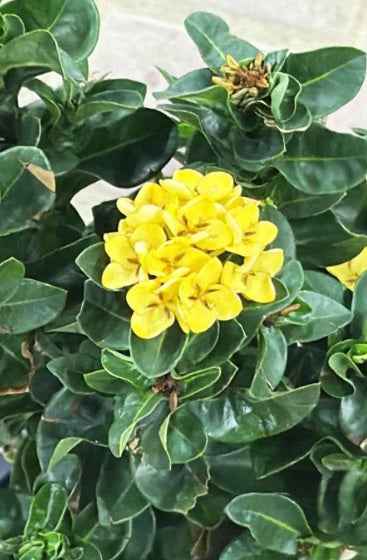 Thai Ixora Yellow / Ixora Chinensis 30cm-40cm
