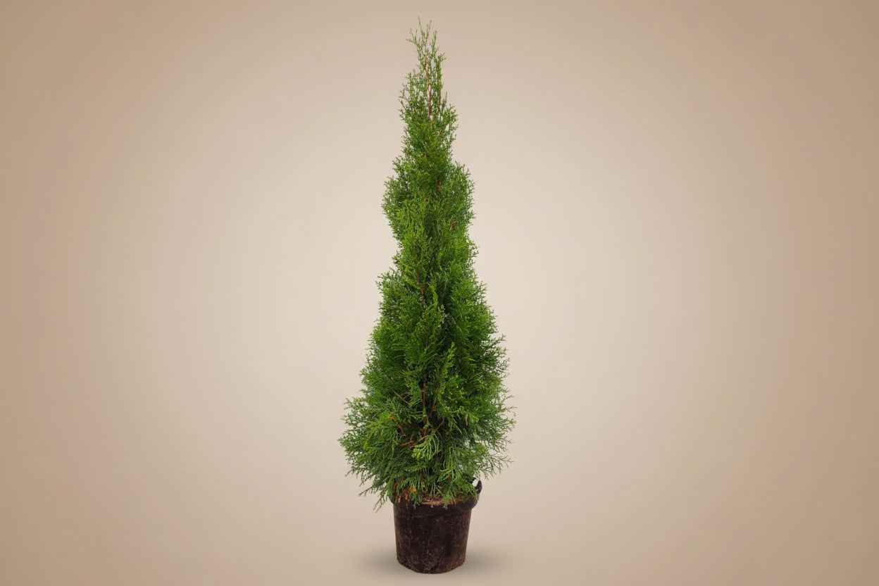 Thuja 60cm - 80cm