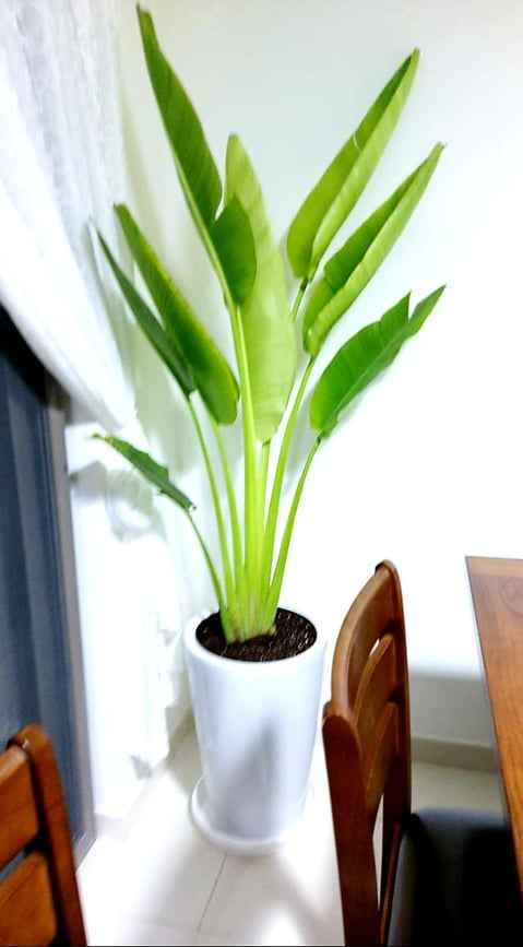 Traveler's Palm (XL) /CERAMIC pot (2mtr - 2.2mtr)