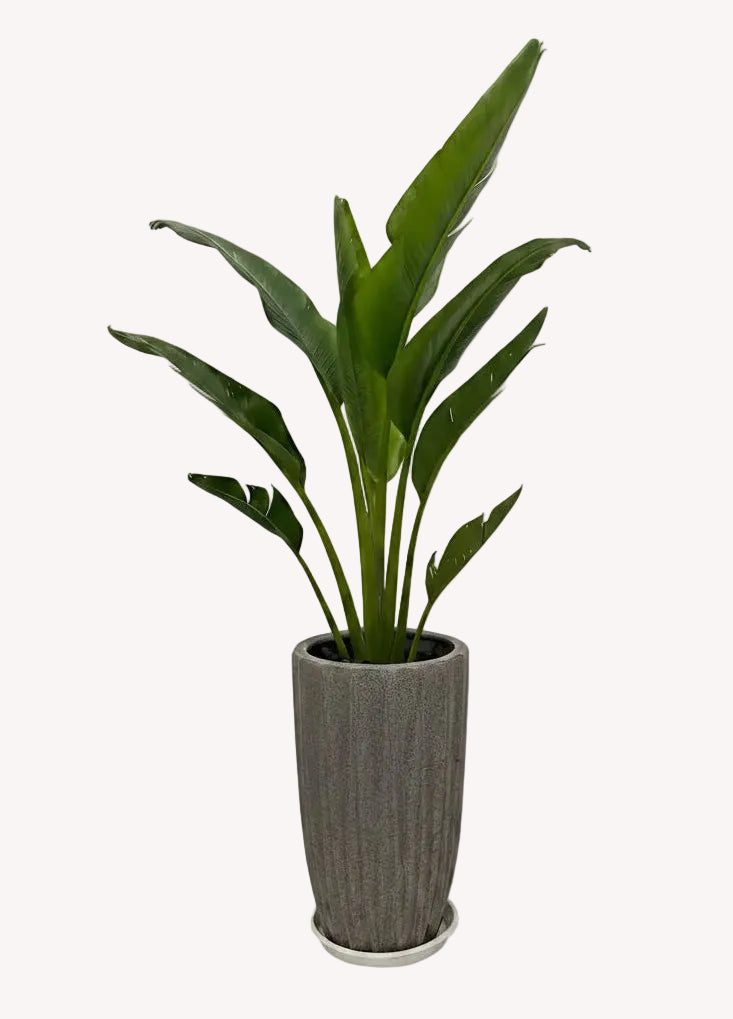 Potted Traveller's Palm 150cm in CERAMIC Pot  | indoor & Outdoor plant | Ravenala madagascariensis or traveller’s tree or East-West palm |  PlantMartUAE.com