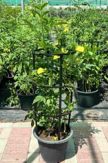 Trumpet Bush 80cm | Outdoor plant | Yellow Bells or Mandeville | Best Online Plant Shop | PlantMartAE.com