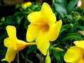 Trumpet Bush 80cm | Outdoor plant | Yellow Bells or Mandeville | Best Online Plant Shop | PlantMartAE.com