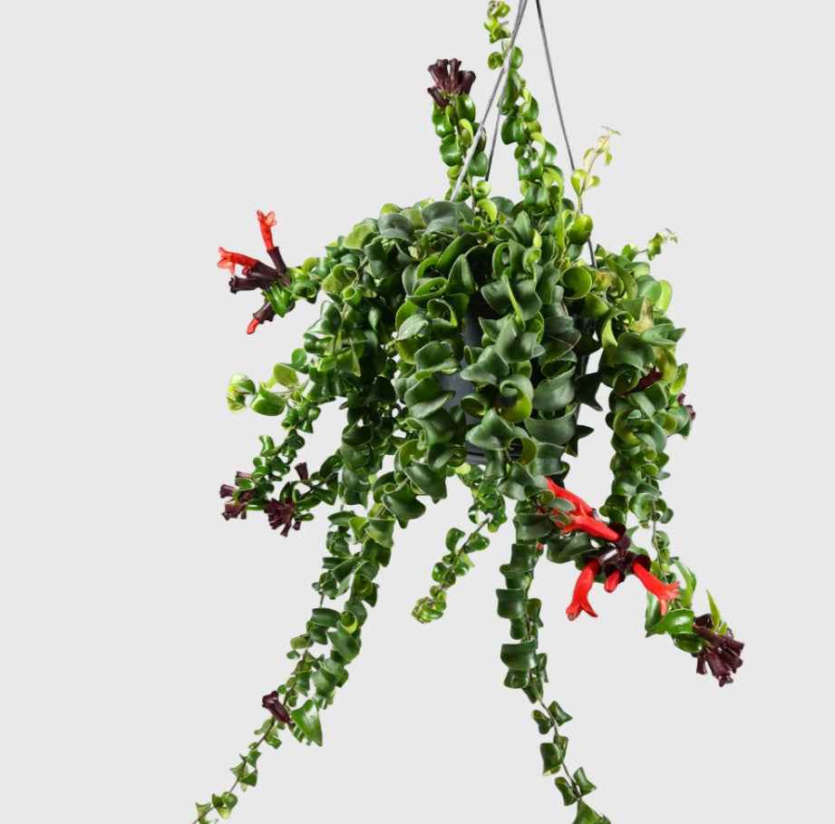 Twisted Lipstick Plant Hanging-30cm-35cm | indoor plant | Best online plant | plantmartuae.com