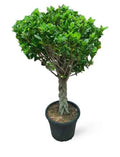 Ficus Panda Twisted Outdoor Plant 140cm-150cm for Your Garden