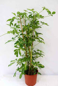Umbrella Tree Schefflera Arboricola 70cm-80cm | Indoor Plant from PlantMartUAE.com | Best Online Plant Shop