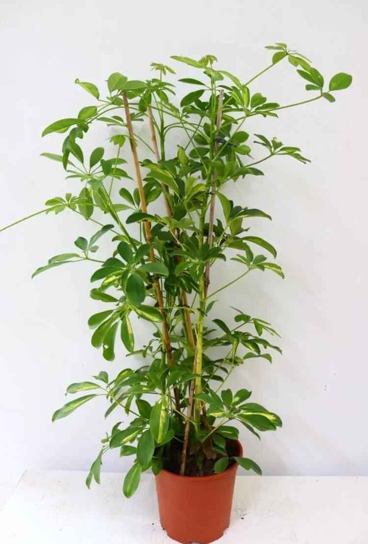 Umbrella Tree Schefflera Arboricola 70cm-80cm | Indoor Plant from PlantMartUAE.com | Best Online Plant Shop