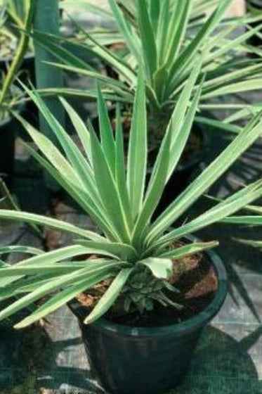 Variegated Caribbean Agave 30cm - 40cm  | Outdoor plant | Agave angustifolia 'Marginata' | PlantMartAE.com