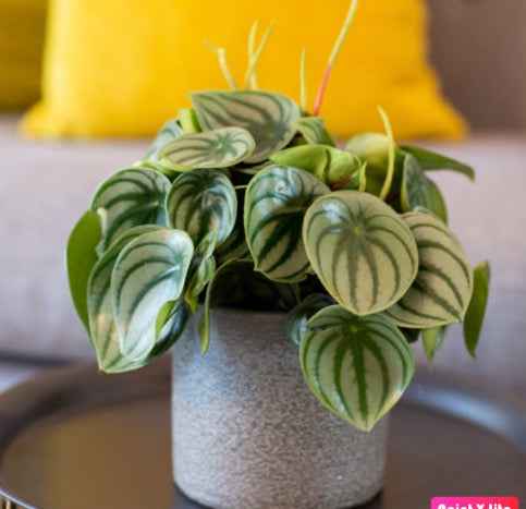 Peperomia argyreia | Watermelon Peperomia | indoor plant | Dubai UAE Best Shop | plantmartae.com