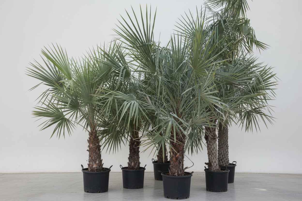 Wax Palm 2mtr - 2.5mtr for Gorgeous Home Decor and Landscaping