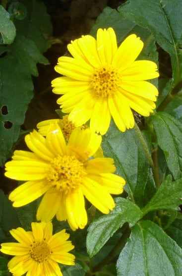 Wedelia Live Plant - 10 cm Lively Decoration for Home and Garden